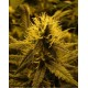 Lemon Skunk Green House