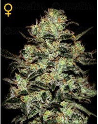 Moby Dick Green House