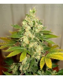 Papaya Nirvana regular