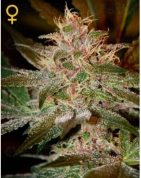 Pure Kush Green House