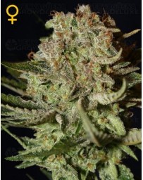 Super Bud Green House