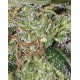 Super Bud Green House autofloreciente