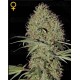 Super Bud Green House autofloreciente