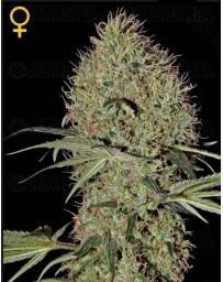 Super Bud Green House autofloreciente