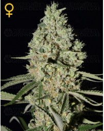 Super Critical Green House