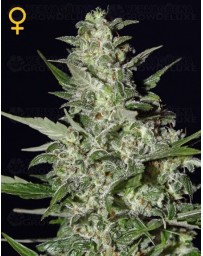 Super Critical Green House autofloreciente