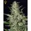 Super Critical Green House autofloreciente