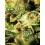 Super Critical Green House autofloreciente