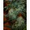Super Lemon Haze Green House