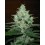 Super Lemon Haze Green House