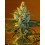 Super Lemon Haze Green House