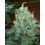 Super Lemon Haze Green House