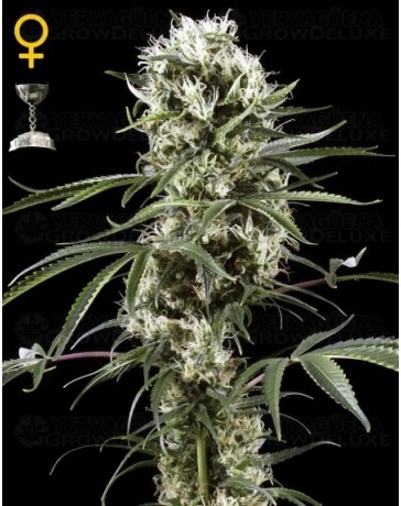 Super Lemon Haze Green House