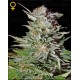 Super Lemon Haze Green House autofloreciente