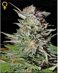 Super Lemon Haze Green House autofloreciente