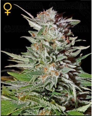 Super Lemon Haze Green House autofloreciente