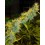 Super Silver Haze Green House