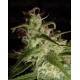 Super Silver Haze Green House