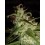 Super Silver Haze Green House