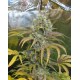 Super Silver Haze Green House