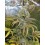 Super Silver Haze Green House
