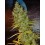 Super Silver Haze Green House