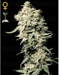White Rhino Green House