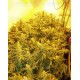 White Widow Green House