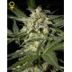 White Widow Green House autofloreciente