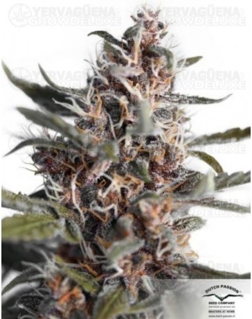 Auto Blackberry kush Dutch Passion autofloreciente