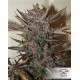 Auto Blackberry kush Dutch Passion autofloreciente