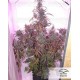 Auto Blackberry kush Dutch Passion autofloreciente