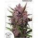 Auto Blackberry kush Dutch Passion autofloreciente