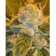 Sour Ripper Ripper Seeds