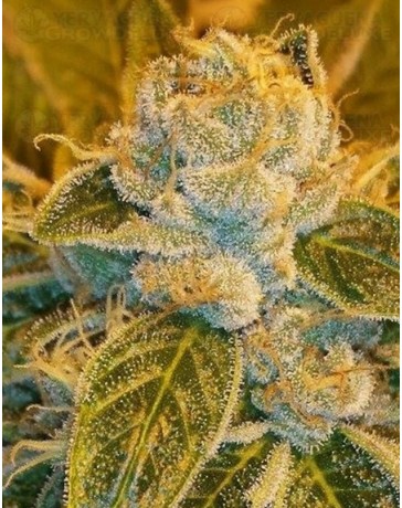 Sour Ripper Ripper Seeds