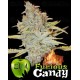 Furious Candy Eva Seeds