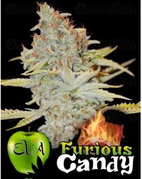 Furious Candy Eva Seeds