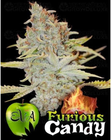 Furious Candy Eva Seeds