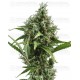 Auto Amnesia 5 CBD Seeds autofloreciente