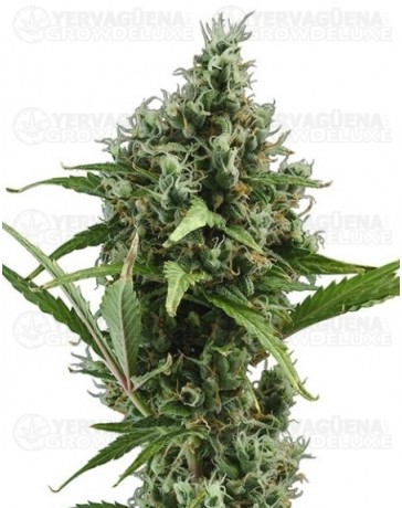 Auto Amnesia 5 CBD Seeds autofloreciente