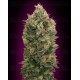 Auto Black Diesel Advanced Seeds autofloreciente