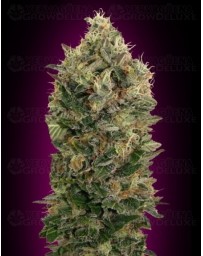 Auto Black Diesel Advanced Seeds autofloreciente
