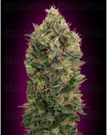 Auto Black Diesel Advanced Seeds autofloreciente