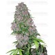 Purple Bud White Label