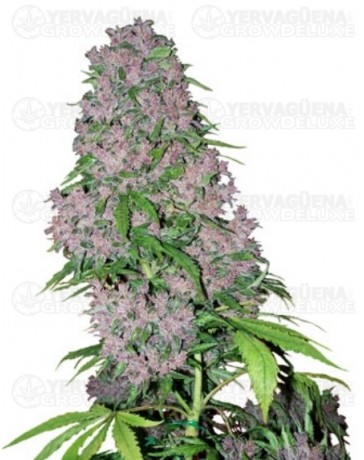 Purple Bud White Label