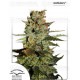 Auto Blueberry Dutch Passion autofloreciente