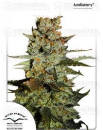 Auto Blueberry Dutch Passion Autofloreciente