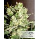 Auto White Widos Dutch Passion autofloreciente