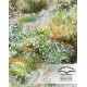Auto White Widos Dutch Passion autofloreciente