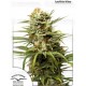 Auto White Widos Dutch Passion autofloreciente